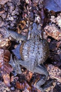 <i>Bufo sp(spinosus/bufo)</i>