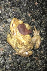 <i>Bufo sp(spinosus/bufo)</i>