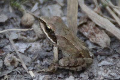 Grenouille agile 