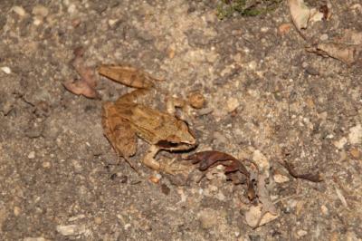 Grenouille agile 