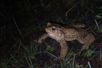 <i>Bufo sp(spinosus/bufo)</i>