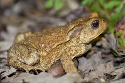 <i>Bufo sp(spinosus/bufo)</i>