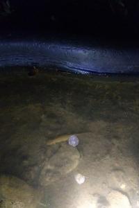 Triton palmé 