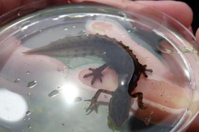 Triton ponctué 