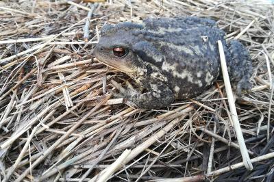 <i>Bufo sp(spinosus/bufo)</i>