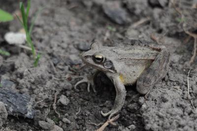 Grenouille agile 