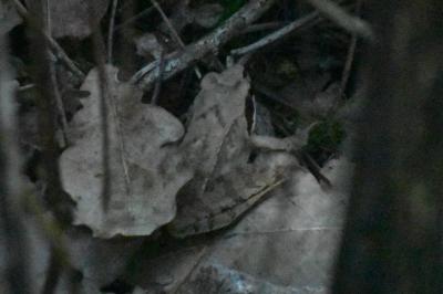Grenouille agile 