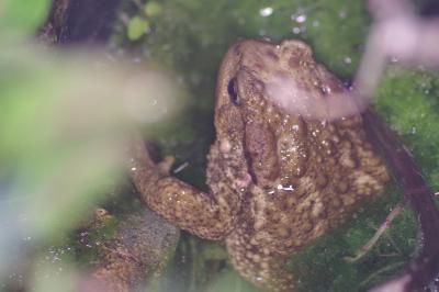 <i>Bufo sp(spinosus/bufo)</i>