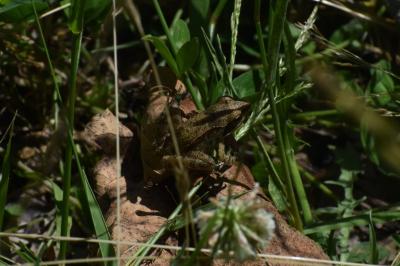 Grenouille agile 