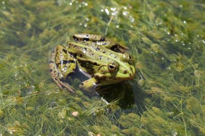 Grenouille verte 