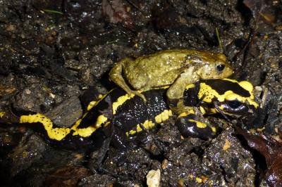 <i>Bufo sp(spinosus/bufo)</i>