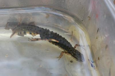 Triton ponctué 