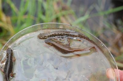 Triton ponctué 