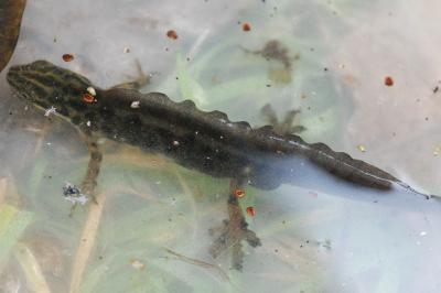 Triton ponctué 