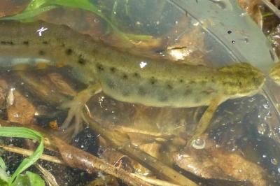 Triton ponctué 
