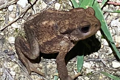 <i>Bufo sp(spinosus/bufo)</i>