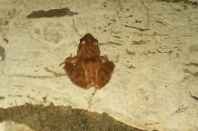 Grenouille agile 