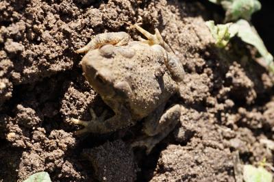 Crapaud épineux 