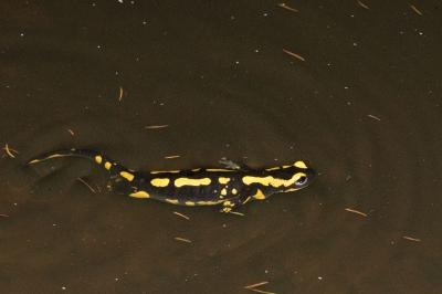 Salamandre tachetée 