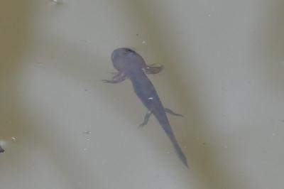 Salamandre tachetée 