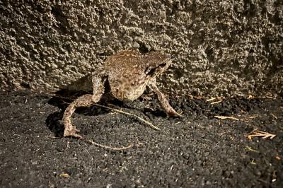 <i>Bufo sp(spinosus/bufo)</i>