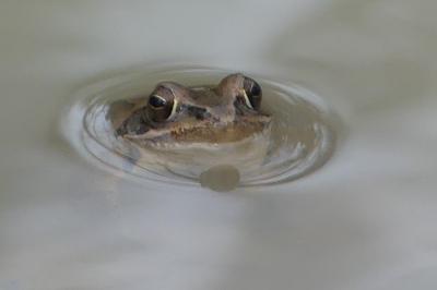 Grenouille agile 