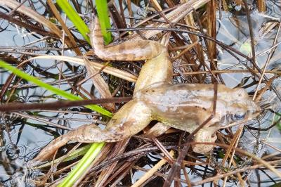Grenouille agile 