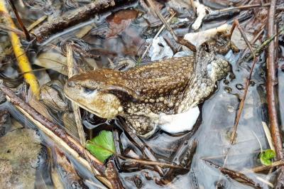 Crapaud épineux 