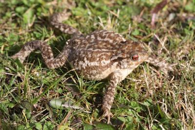 <i>Bufo sp(spinosus/bufo)</i>
