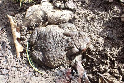 <i>Bufo sp(spinosus/bufo)</i>