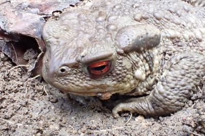 <i>Bufo sp(spinosus/bufo)</i>