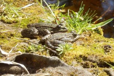 Grenouille rieuse 