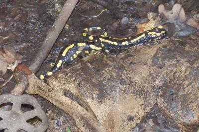 Salamandre tachetée 