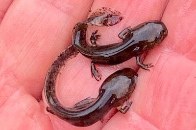 Salamandre tachetée 