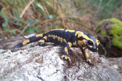 Salamandre tachetée 