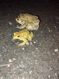Crapaud