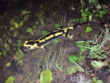 Salamandre tachetée 
