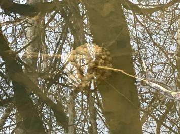 Grenouille agile 