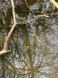 Grenouille agile 