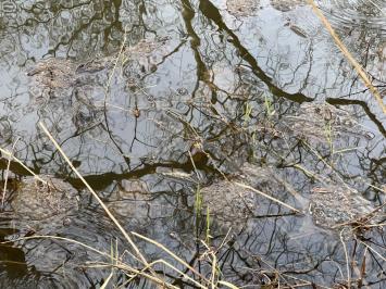 Grenouille agile 