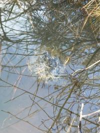 Grenouille agile 