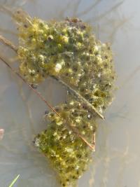 Grenouille agile 