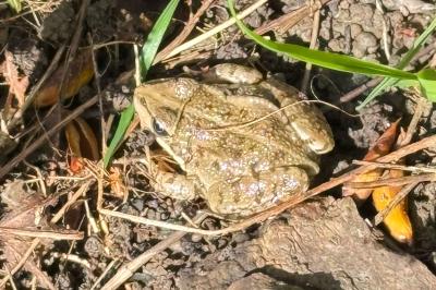 Grenouille rieuse 