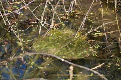 Grenouille agile 