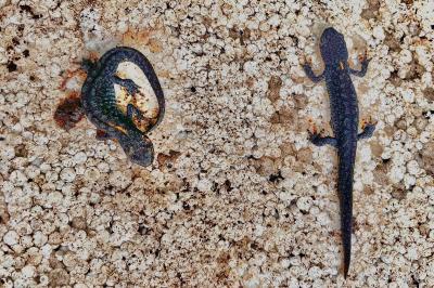Triton alpestre 