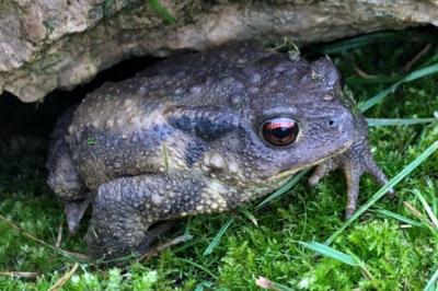 Crapaud épineux 