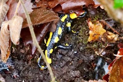 Salamandre tachetée 