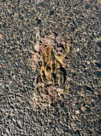 Crapaud