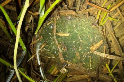 Grenouille agile 