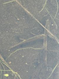 Triton palmé 